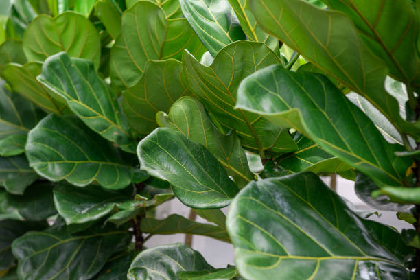 Using Fiddle Leaf Figs as Architectural Elements
