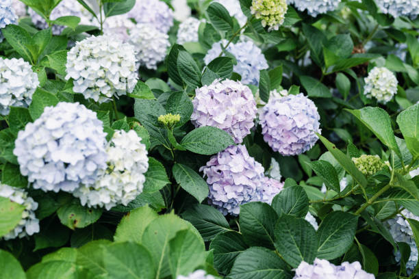 Hydrangeas for the Ultimate Hamptons Bloom